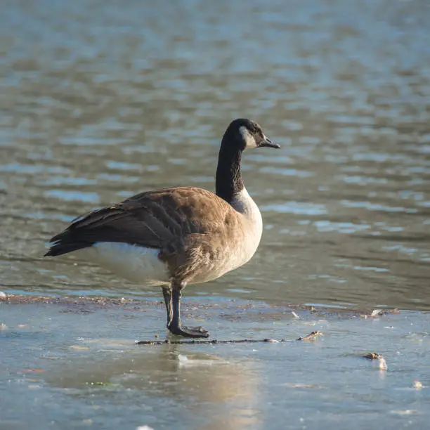 Photo of Brant Goose