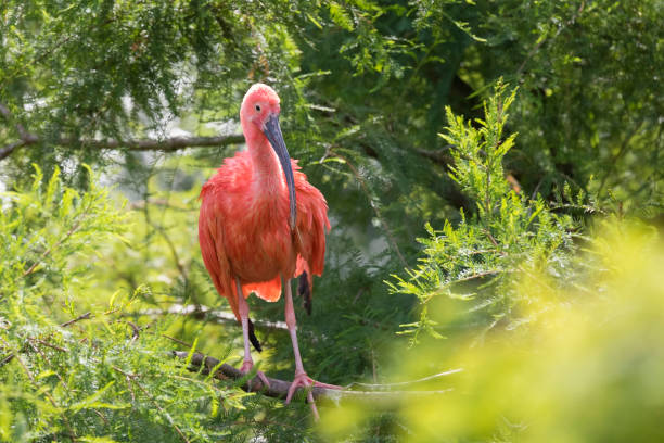 istock Scarlet Ibis Eudocimus ruber closeup 641795604