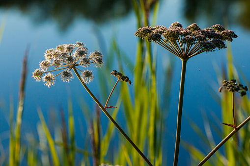 Wild angelica (Angelica sylvestris) plant in the summer onshore of some Lithuanian lake