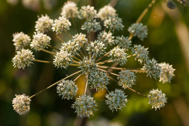 wilde angelika (angelica sylvestris) pflanze - angelica sylvestris stock-fotos und bilder