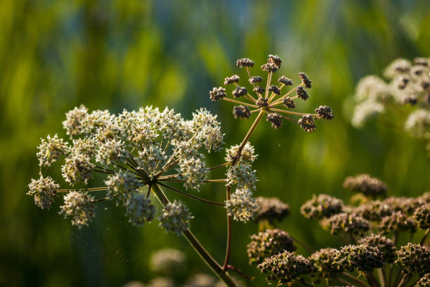 wilde angelika (angelica sylvestris) pflanze - angelica sylvestris stock-fotos und bilder