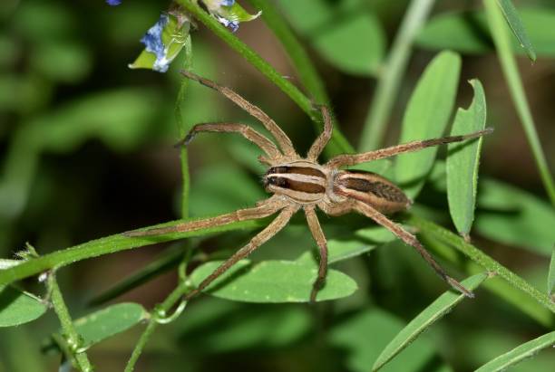 istock Texas Wolf Spider out hunting for food. 641798428