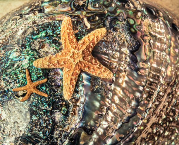 ヒトデの背景 - pentagonaster starfish ストックフォトと画像
