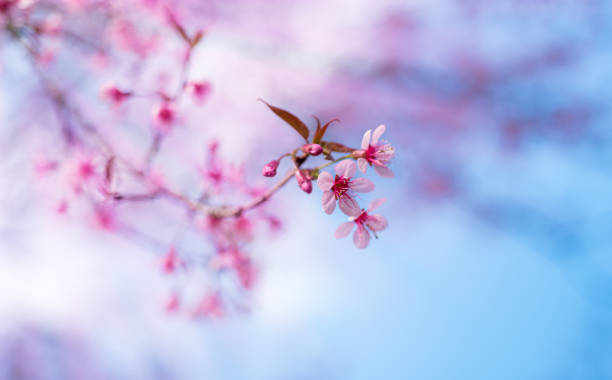 istock Cherry blossoms or Sakura flower in chiang mai Thailand 641803756