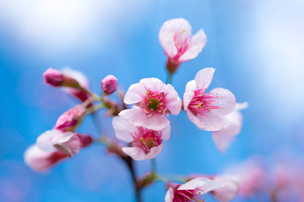 istock Cherry blossoms or Sakura flower in chiang mai Thailand 641803926