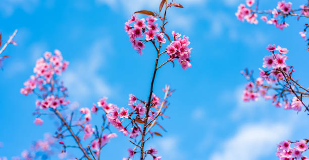 istock Cherry blossoms or Sakura flower in chiang mai Thailand 641803946