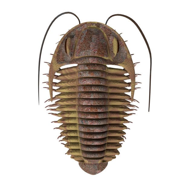 illustrations, cliparts, dessins animés et icônes de trilobite ptychoparia - trilobite