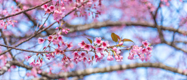 istock Cherry blossoms or Sakura flower in chiang mai Thailand 641804340