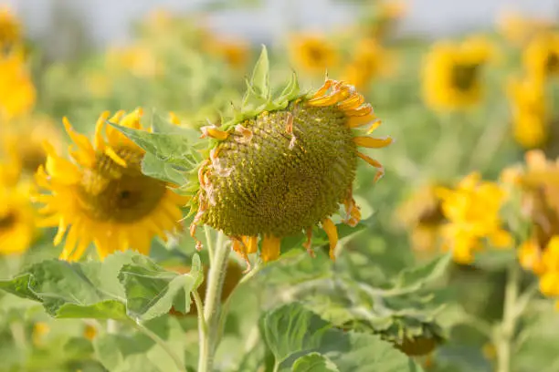 Close up of sunflower flowers on a field in south Poland