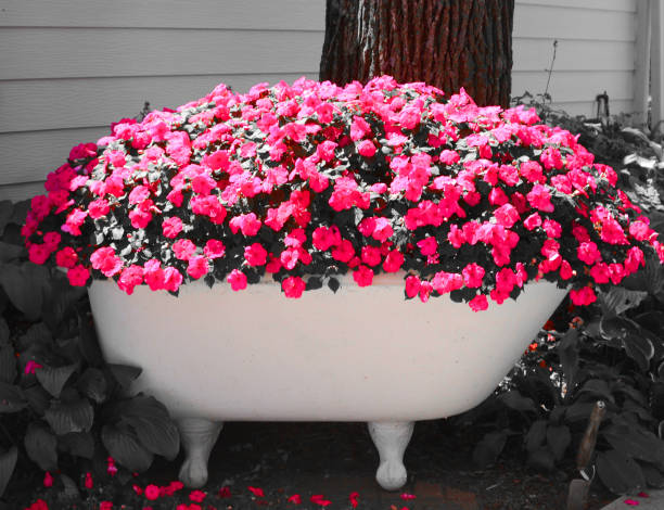 Bathtub utilized as a flowerpot with pansies and other flowers which can survive the Icelandic summer