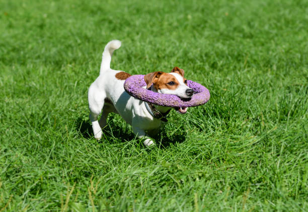 istock Funny dog fetching huge toy around its neck as collar 641805734