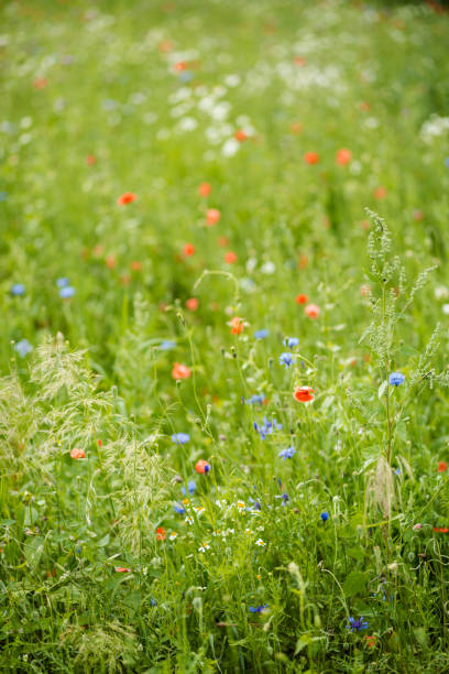 istock Wild flowers countryside landscape 641805762
