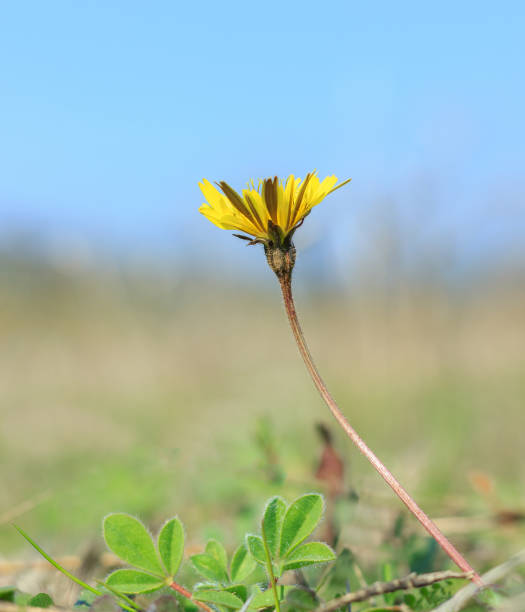 Flower stock photo