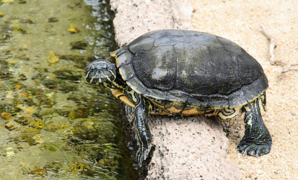 istock Small aquarium turtle preparing to jump in water 641807508