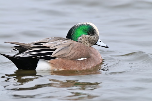 A lone American Wigeon, Anas americana, Drake all ready for spring breeding activities floats along the Choptank River in Cambridge, MD looking for companionship