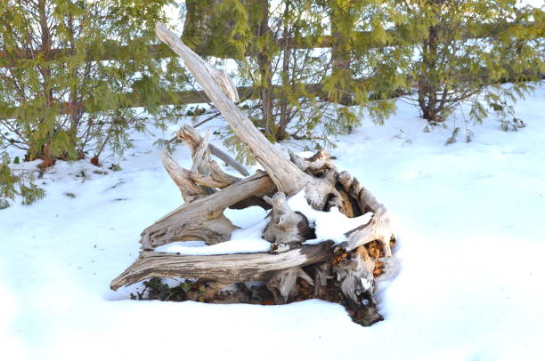 istock Snow covered wood in the Winter 641808642