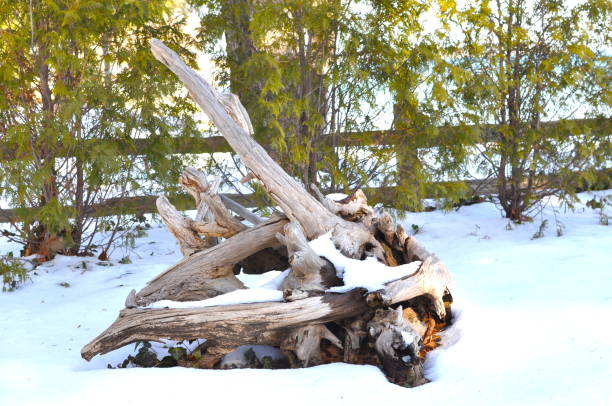 istock Snow covered wood in the Winter 641808658