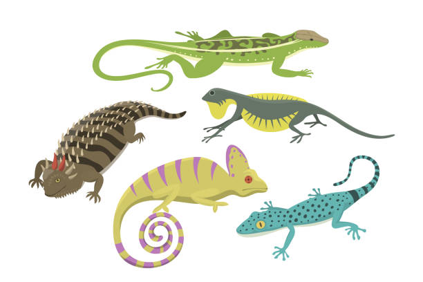 illustrazioni stock, clip art, cartoni animati e icone di tendenza di diverso tipo di illustrazione vettoriale isolata di rettile lucertola - chameleon reptile colors living organism