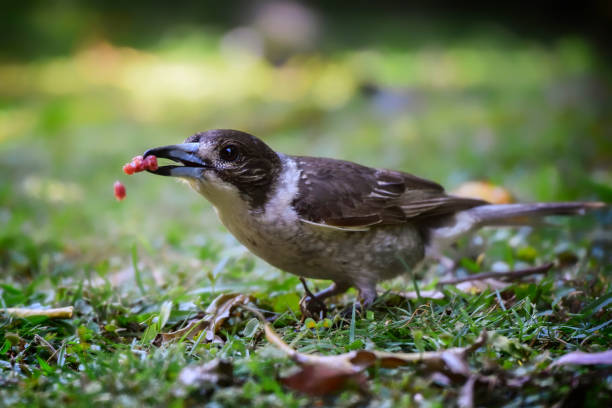 istock Baby butcherbird 641809920