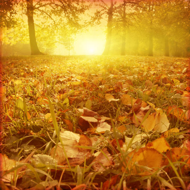 istock Grunge image of autumn forest at sunset. 641812844