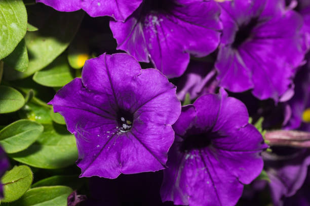 istock Petunia flowers Blooming 641813340