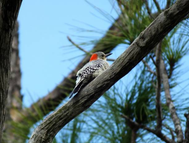 istock Red-bellied Woodpecker (Melanerpes carolinus) 641813414