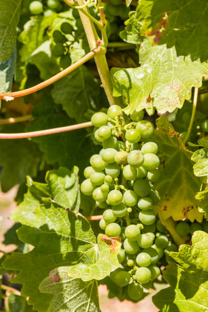 istock unripe green grapes on vine 641813826