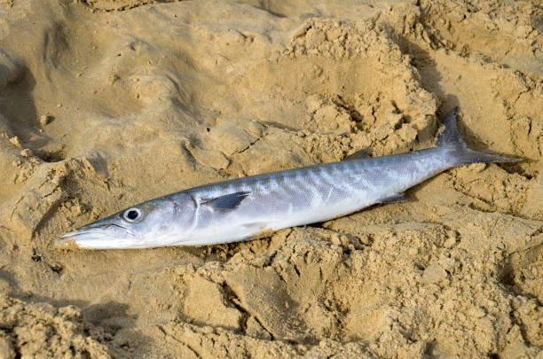 istock Freshly caught fish on the sand 641814428