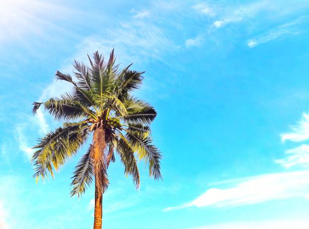 istock Coconut tree on the beautiful blue sky. Picture with copy space. 641815210