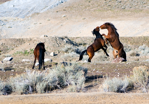 Wild Mustang horses biting and kicking each other for dominance in the Nevada desert.