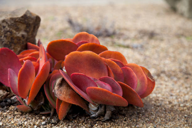 Pink and green paddle plant Kalanchoe luciae succulent grows in a desert garden.