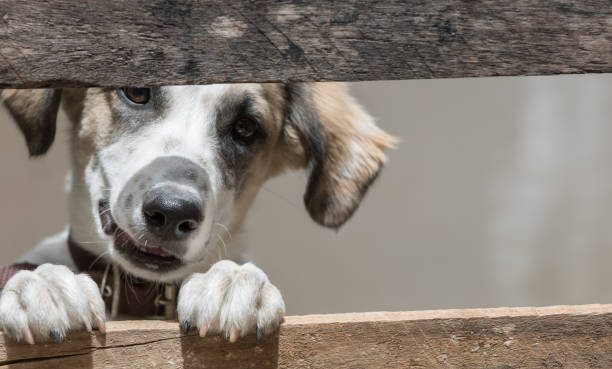 istock Portrait of dog. 641817734