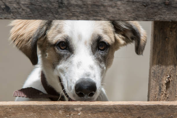 istock Portrait of dog. 641818148