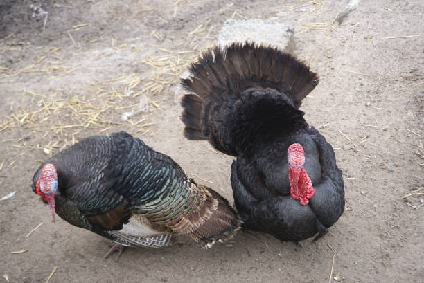 istock Large black feather turkey standing on the ground 641821510