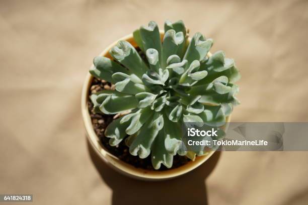 Topsy Turvy Echeveria Stock Photo - Download Image Now - Close-up, Flowering Plant, Golf