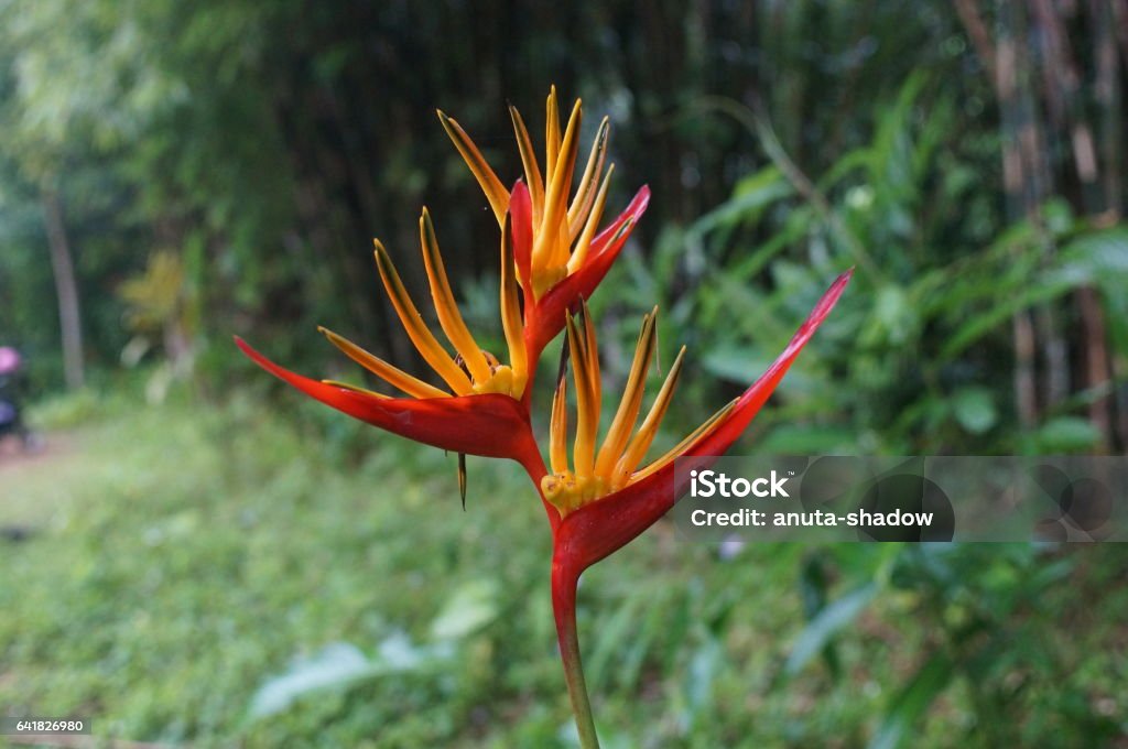 Vegetación Exótica Flor Roja Mojada Después De La Lluvia Foto de stock y más banco de imágenes de Aire libre - iStock Vegetación Exótica Flor Roja Mojada Después De La Lluvia Foto de stock y más banco de imágenes de Aire libre - iStock