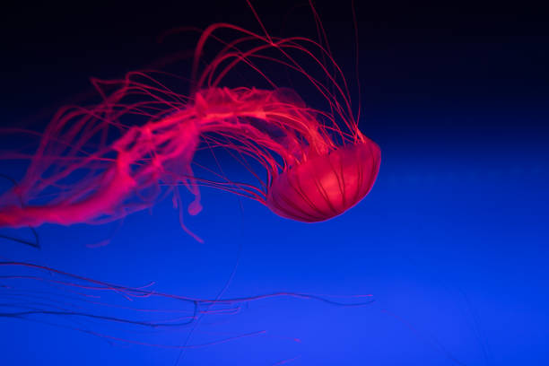 istock Red jellyfish swimming in water 641828116