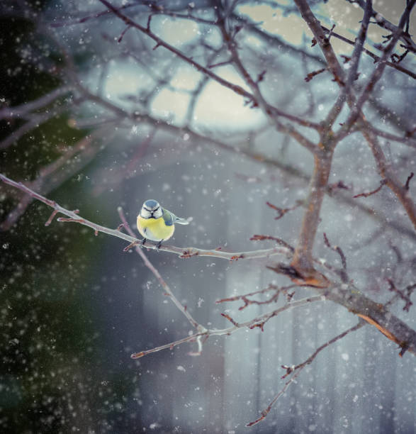 istock Eurasian blue tit - Cyanistes caeruleus on the branch 641829552