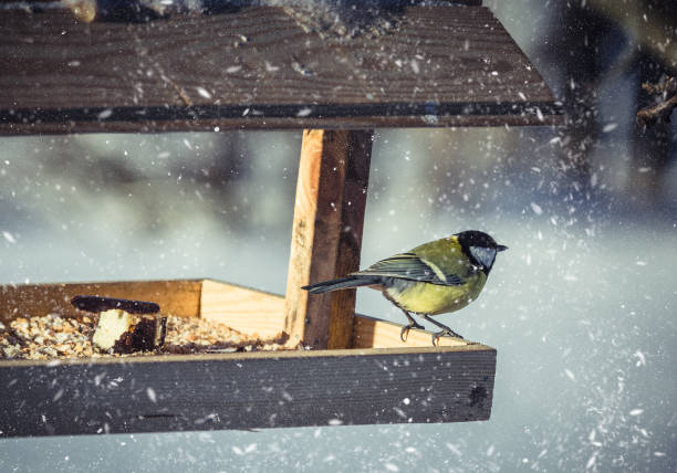 Great tit Parus Major on feeder at winter day
