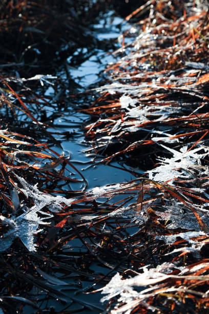 istock Ice in grass at frozen marsh landscape 641830782