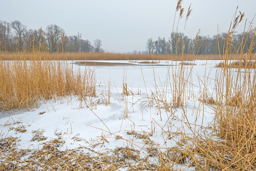 Shore of a frozen lake with snow in park Oostvaardersveld in Flevoland in winter