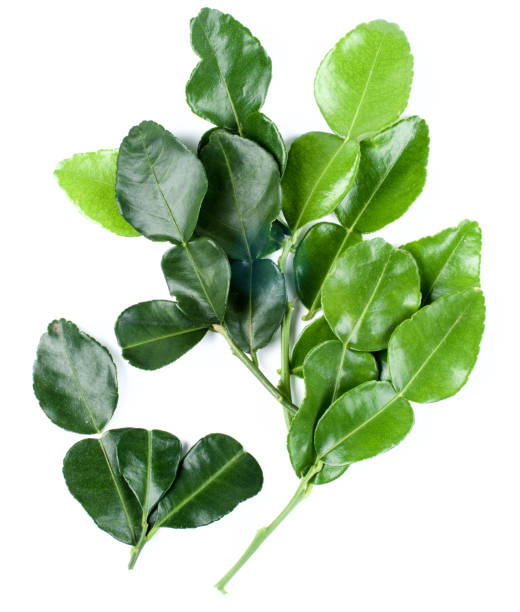 Kaffir Lime Leafs stock photo