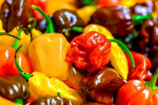 Different variety of hot peppers - a bunch of chilies. Hot pepper  Sarit Gat, Red Cherry, Cayenne, Serrano, Caribbean Habanero Orange, Jalapeno, Fatalii Yellow, Trinidad Scorpion Moruga and regular chili.