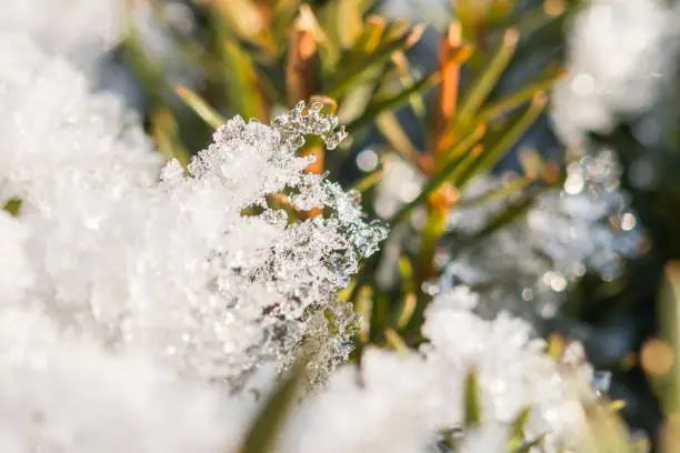 Photo of Snow and ice on fir tree at a sunny day