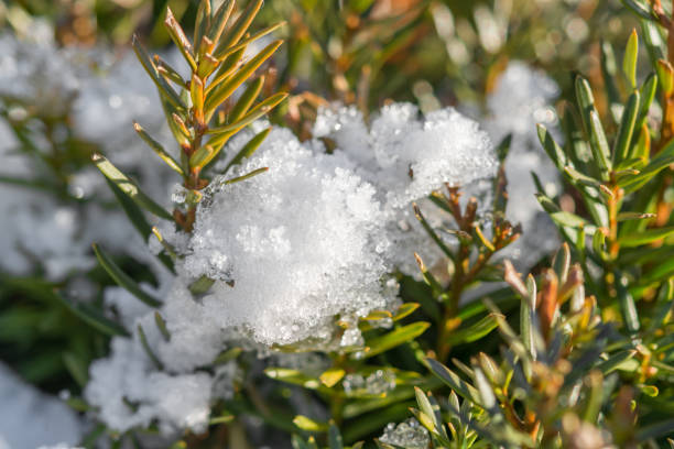 nieve y hielo en abeto en un día soleado - melting snowman winter spring fotografías e imágenes de stock