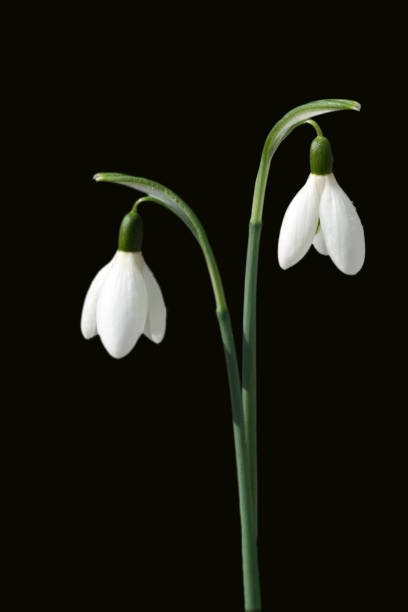 istock Snowdrops; Galanthus nivalis 641847600