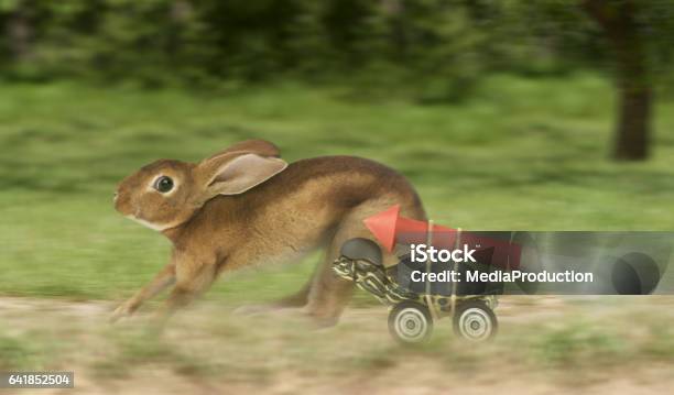 Turtle Hare Race With A Difference Stock Photo - Download Image Now - Turtle, Hare, Rabbit - Animal