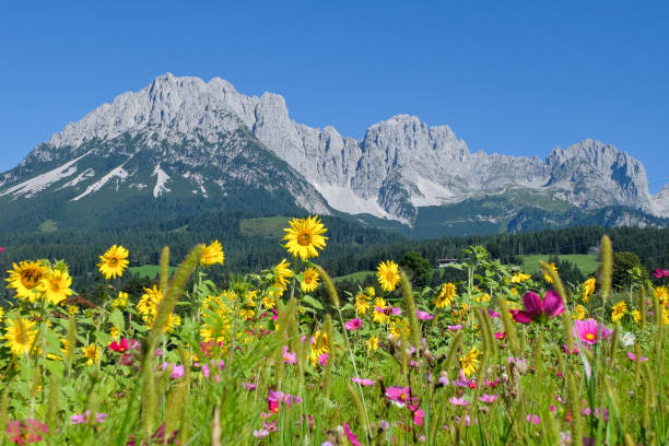 View to the mountain range Wilder Kaiser, Tirol