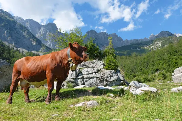 A brown cow in front of the mountain range "Wilder Kaiser", one of the heavily frequented destinations for hiking in Northern Limestone Alps (Tirol).