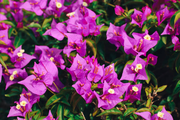 istock flowers and leaves, spring background 641855028